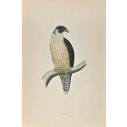 Peregrine