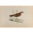 Savi's Warbler