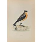 Wheatear