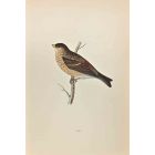Twite