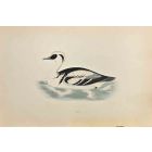 Smew