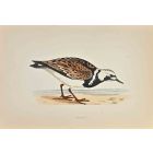 Turnstone