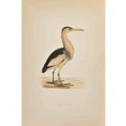 Little Bittern