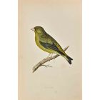Greenfinch