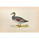 Gadwall