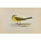 Yellow Wagtail