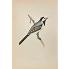 White Wagtail 
