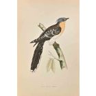 Great Spotted Cuckoo