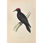 Black Woodpecker