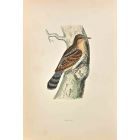 Wryneck
