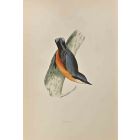 Nuthatch