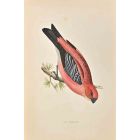Pine Grossbeak