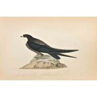 Spine-Tailed Swallow