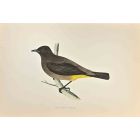 Gold-Vented Thrush