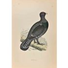 Capercaillie
