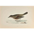Thrush