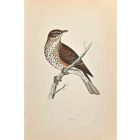 Redwing