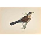 Fieldfare