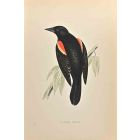 Red-Winged Starling