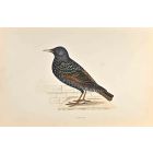Starling
