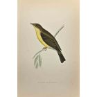 Melodious Willow Warbler