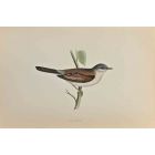 Whitethroat