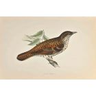 White's Thrush