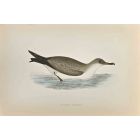 Cinereous Shearwater