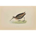 Jack Snipe
