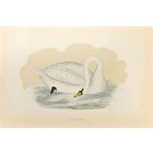 Polish Swan