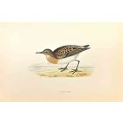 Little Stint