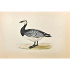Bernicle Goose 