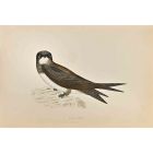 Alpine Swift