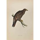 Spotted Eagle