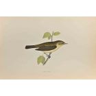 Chiff Chaff