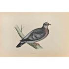 Stock Dove