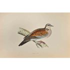 Turtle Dove