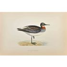 Red-Necked Phalarope
