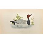 Pochard