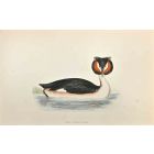 Great Crested Grebe