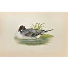 Pintail