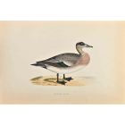 American Wigeon