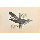 Cuckoo