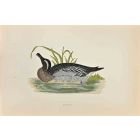 Garganey