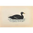 Velvet Scoter
