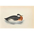 Red-Necked Grebe