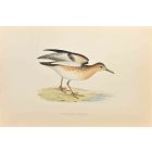 Buff-Breasted Sandpiper