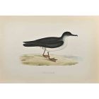 Manx Shearwater