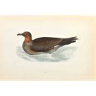 Skua