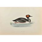 Eared Grebe